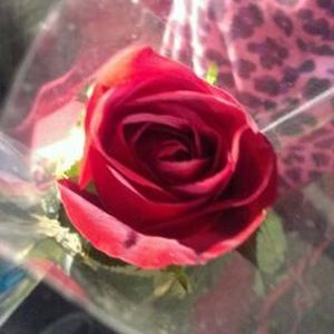 Meet your Posher, Veronica